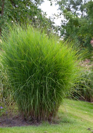 Miscanthus sinensis Gracilisimus